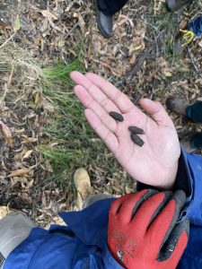 Looking for koala habitat evidence but finding possum